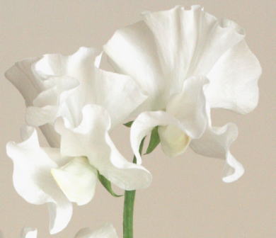自分が使った花材事典：スイートピー(白） | 新・花の情報局のblog