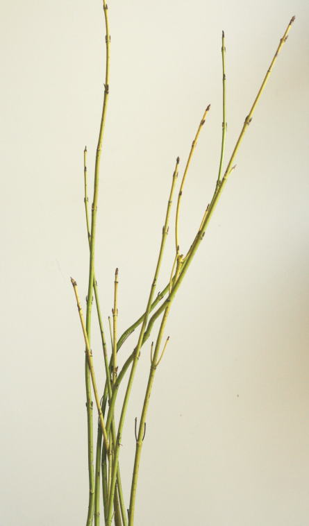 自分が使った花材事典 オウゴンサンゴミズキ 新 花の情報局のblog