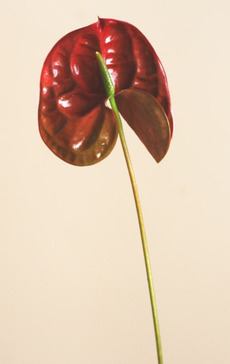 自分が使った花材事典 ミニアンスリウム 新 花の情報局のblog