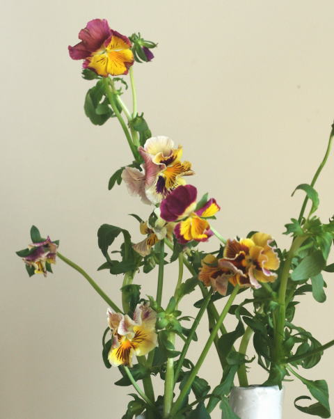 自分が使った花材事典 パンジー 切花品種 新 花の情報局のblog