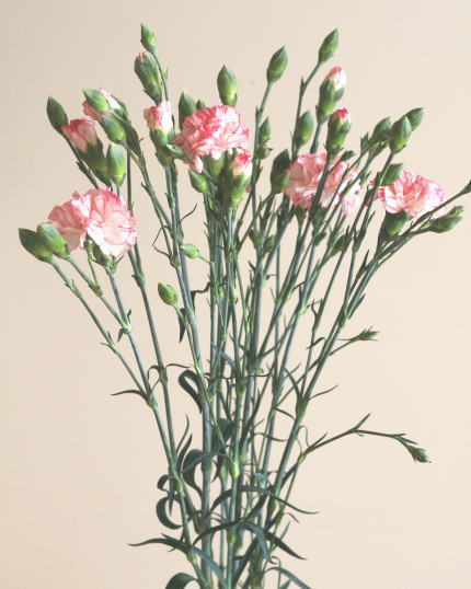自分が使った花材事典 カーネーション 白 ピンク 絞り スプレー 新 花の情報局のblog