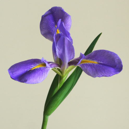 自分が使った花材事典 オクラレルカ 花 新 花の情報局のblog