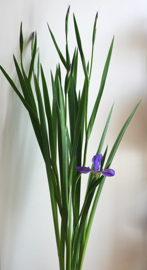 自分が使った花材事典 オクラレルカ 花 新 花の情報局のblog
