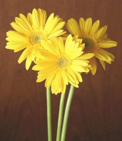 自分が使った花材事典 ガーベラ 黄 大輪 新 花の情報局のblog
