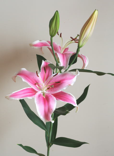 自分が使った花材事典 ユリ オリエンタル系 ソルボンヌ 新 花の情報局のblog