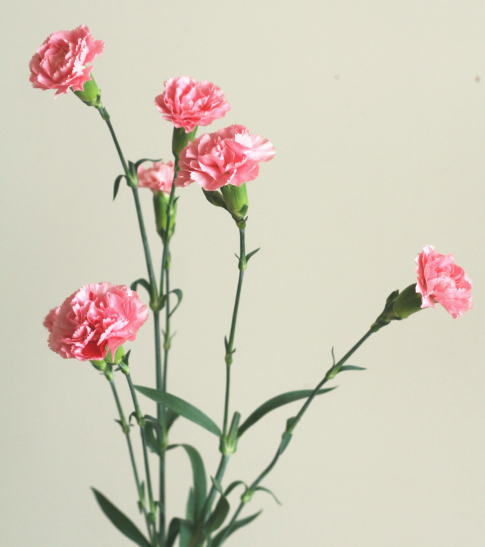 自分が使った花材事典 スプレーカーネーション ピンク 新 花の情報局のblog