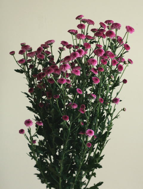 自分が使った花材事典：豆菊（スプレー菊：ピンク） | 新・花の情報局 