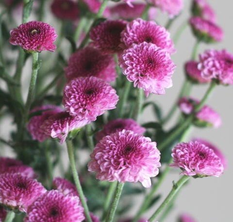 自分が使った花材事典：豆菊（スプレー菊：ピンク） | 新・花の情報局 