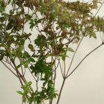 Thumbnail of post image 011