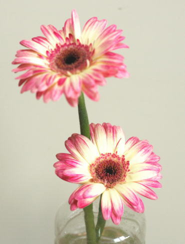 自分が使った花材事典：ガーベラ（白×ピンクぼかし） | 新・花の情報局 