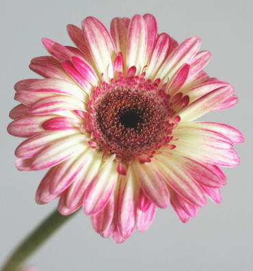 自分が使った花材事典 ガーベラ 白 ピンクぼかし 新 花の情報局のblog