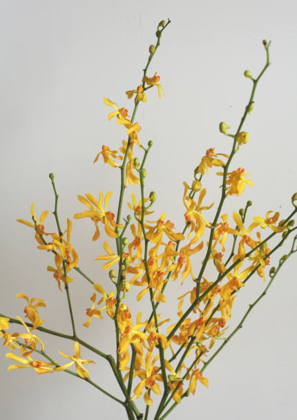 自分が使った花材事典 レナンセラ 新 花の情報局のblog