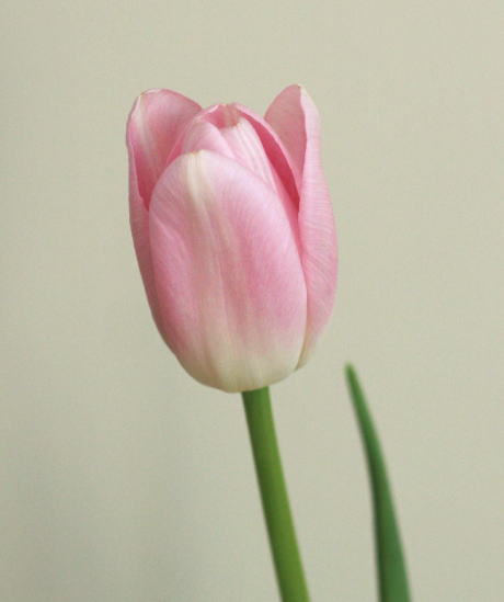 自分が使った花材事典 チューリップ 薄ピンク 新 花の情報局のblog