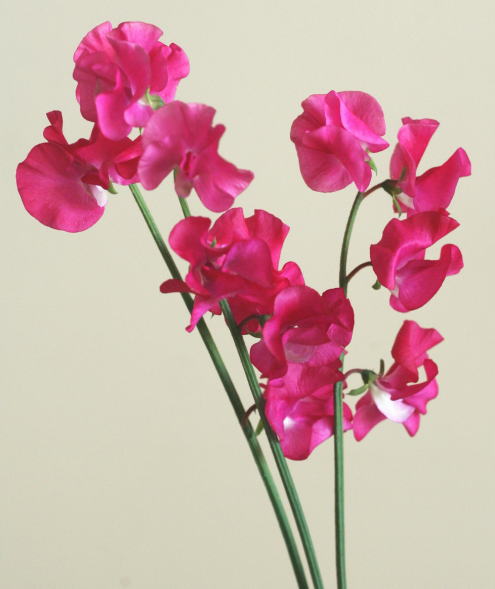 自分が使った花材事典 スイートピー 濃ピンク 新 花の情報局のblog