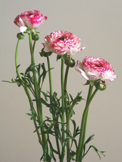 自分が使った花材事典 ラナンキュラス 白 縁ピンク 新 花の情報局のblog