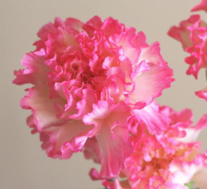 自分が使った花材事典 カーネーション 縁ピンク 新 花の情報局のblog