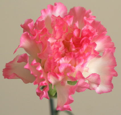 自分が使った花材事典 カーネーション 縁ピンク 新 花の情報局のblog