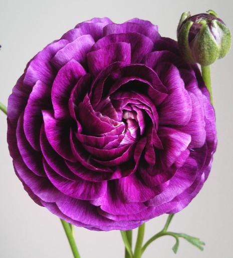 自分が使った花材事典 ラナンキュラス 紫 新 花の情報局のblog