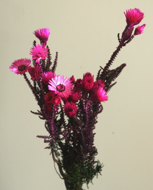 自分が使った花材事典：ヘリクリサム | 新・花の情報局のblog