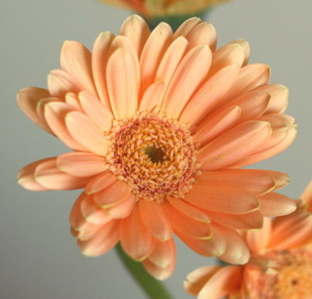 自分が使った花材事典 ガーベラ アプリコット 新 花の情報局のblog
