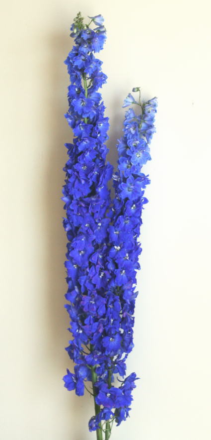 自分が使った花材事典 デルフィニウム 青 エラータム系 新 花の情報局のblog