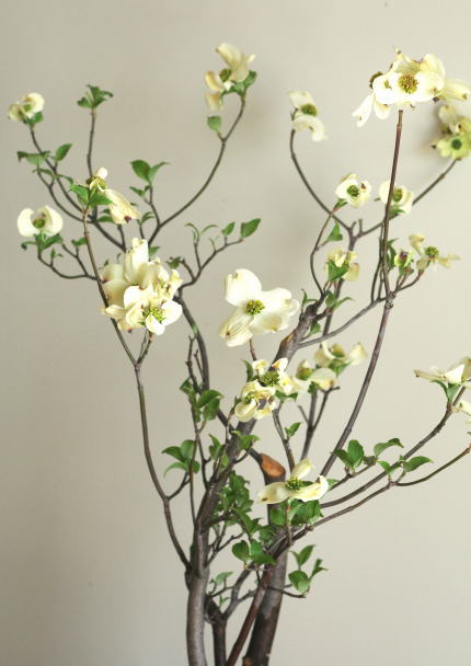 自分が使った花材事典 ハナミズキ 新 花の情報局のblog