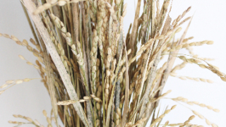 Thumbnail of post image 154