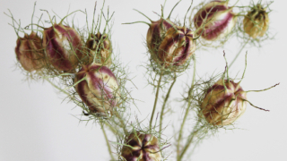Thumbnail of post image 004