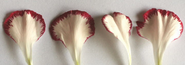 カーネーションの花弁　花の解剖の自由研究