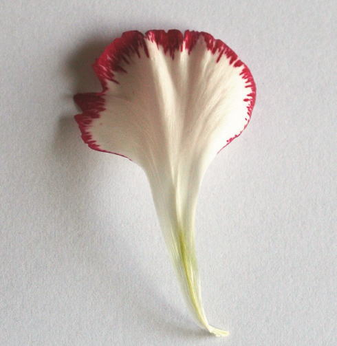 カーネーションの花弁の表側　花の解剖の自由研究