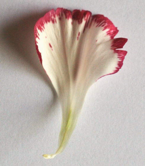 カーネーションの花弁の裏側　花の解剖の自由研究