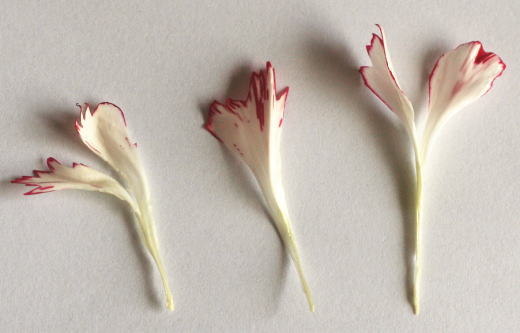 カーネーションの花弁　花の解剖の自由研究