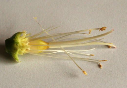 カーネーションのおしべとめしべ　花の解剖の自由研究