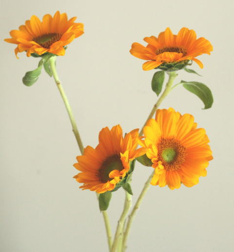 自分が使った花材事典 ヒマワリ サンリッチフレッシュオレンジ 新 花の情報局のblog