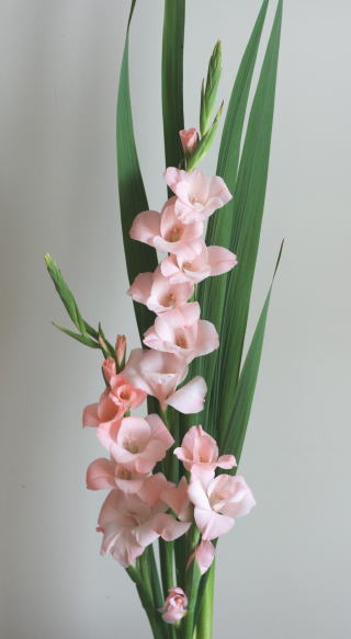 自分が使った花材事典 グラジオラス 薄ピンク 新 花の情報局のblog