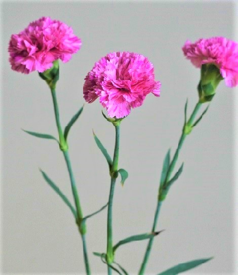 自分が使った花材事典 カーネーション ピンク パープル絞り 新 花の情報局のblog