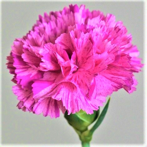 自分が使った花材事典 カーネーション ピンク パープル絞り 新 花の情報局のblog