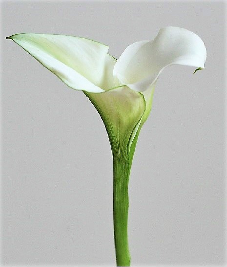 自分が使った花材事典 カラー 白 二輪咲き 新 花の情報局のblog