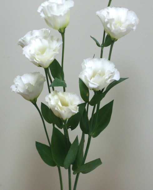 自分が使った花材事典 トルコキキョウ 白 新 花の情報局のblog