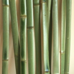 Thumbnail of post image 186