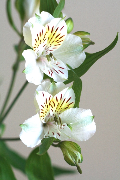 自分が使った花材事典 アルストロメリア 白 新 花の情報局のblog