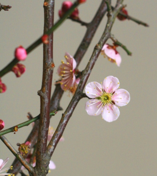 自分が使った花材事典：紅梅（薄色） | 新・花の情報局のblog