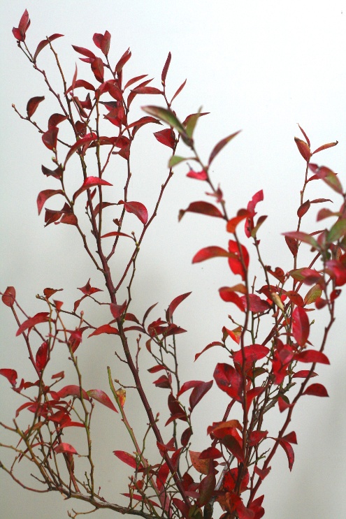 自分が使った花材事典 ブルーベリー 紅葉 新 花の情報局のblog