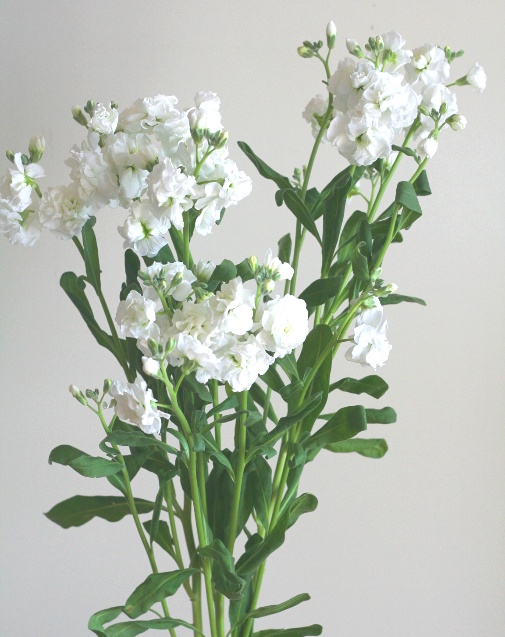 自分が使った花材事典 スプレーストック 白 新 花の情報局のblog