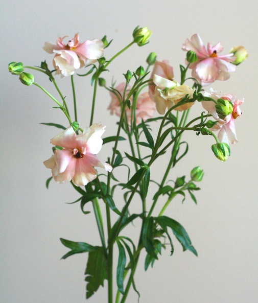 自分が使った花材事典 ラナンキュラス アリアドネ 新 花の情報局のblog