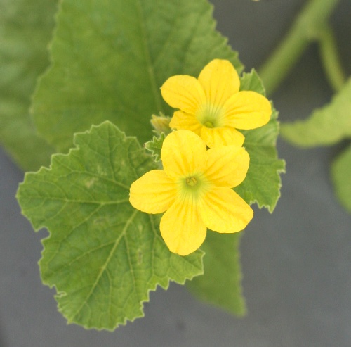 年版 花の情報局の自由研究 メロンを食べる 植える 収穫する その3 新 花の情報局のblog