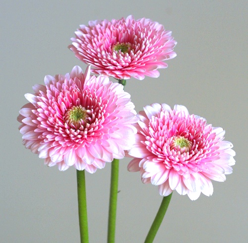 自分が使った花材事典 ガーベラ トレイシー ピンク 新 花の情報局のblog