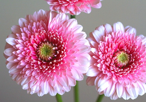 自分が使った花材事典 ガーベラ トレイシー ピンク 新 花の情報局のblog