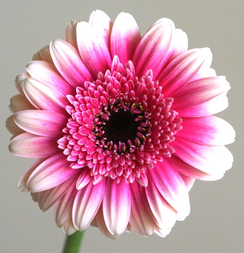 自分が使った花材事典 ガーベラ ラブ 新 花の情報局のblog