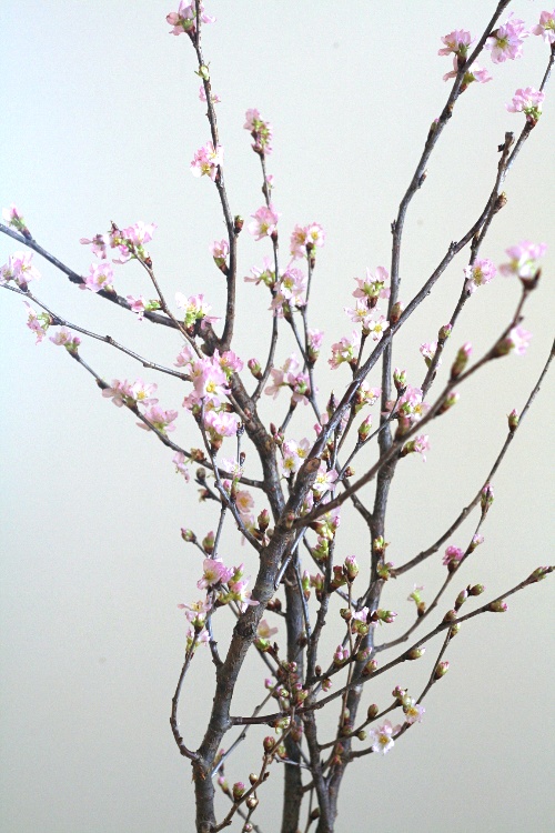 自分が使った花材事典 啓翁桜 新 花の情報局のblog